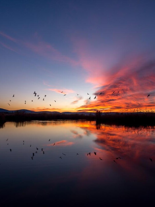 Ein vom Sonnenuntergang in Rottöne gefärbtes Wolkenband zieht über einen See hinweg. Vögel fliegen durch die Luft und spiegeln sich auf der glatten Wasseroberfläche.