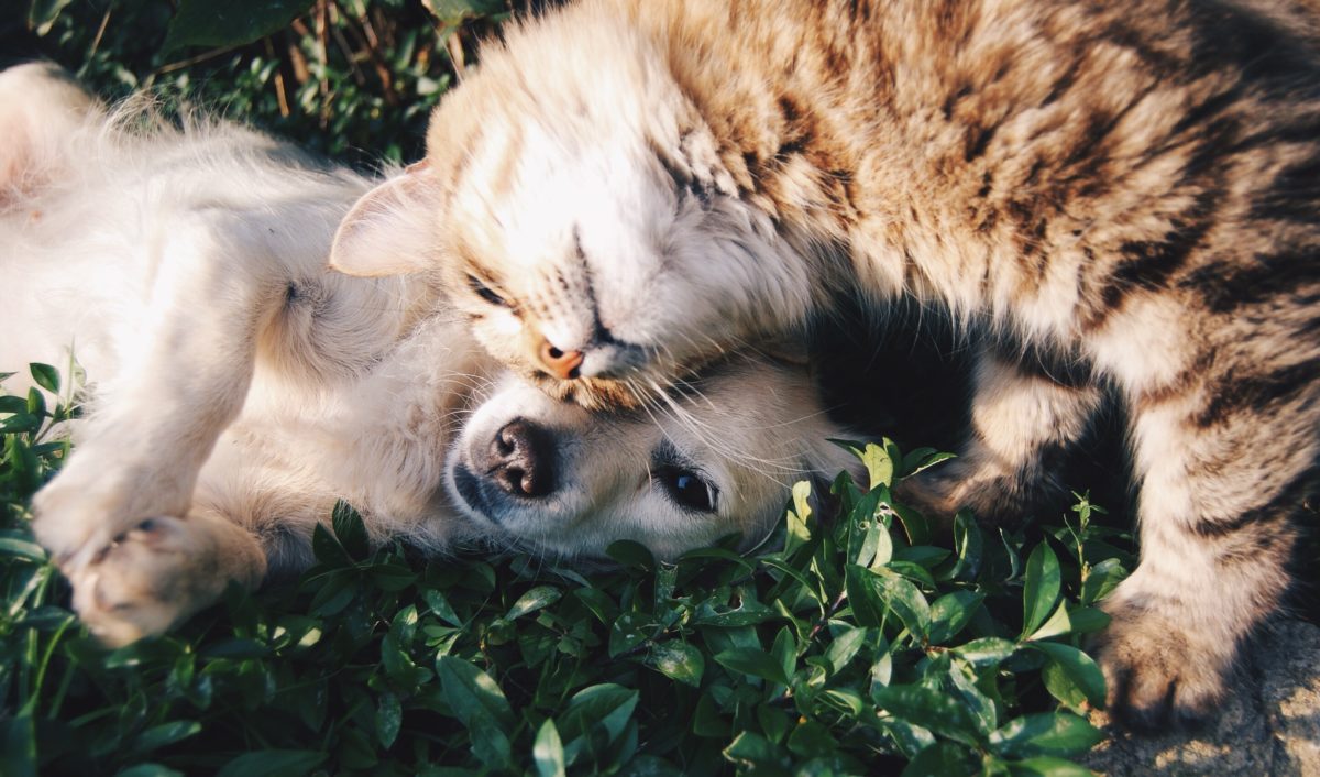 Hund und Katze schmusen miteinander im Gras