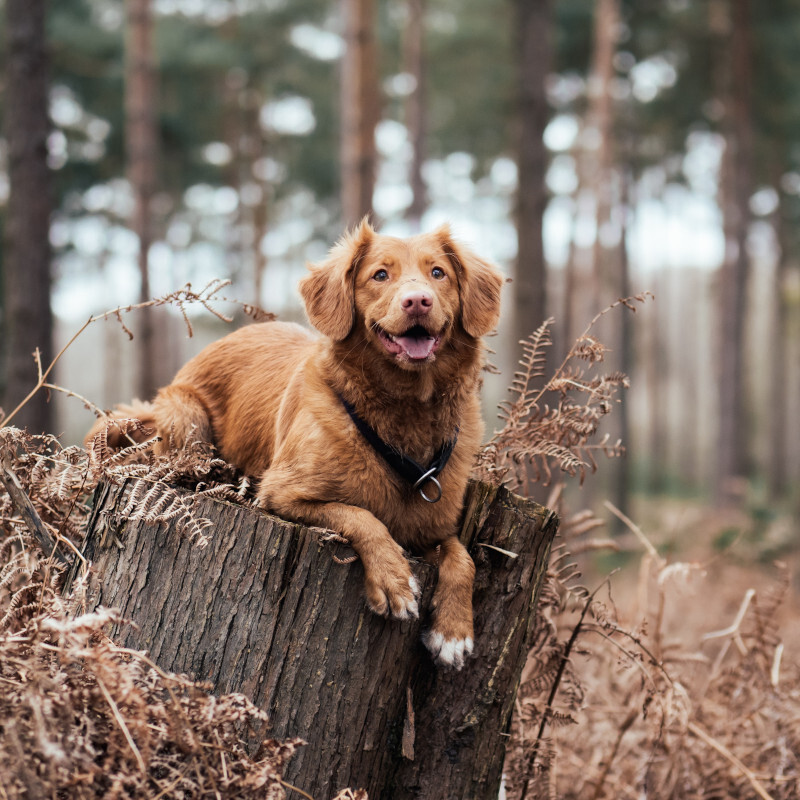 Hund sitzt auf Baumstamm im Wald