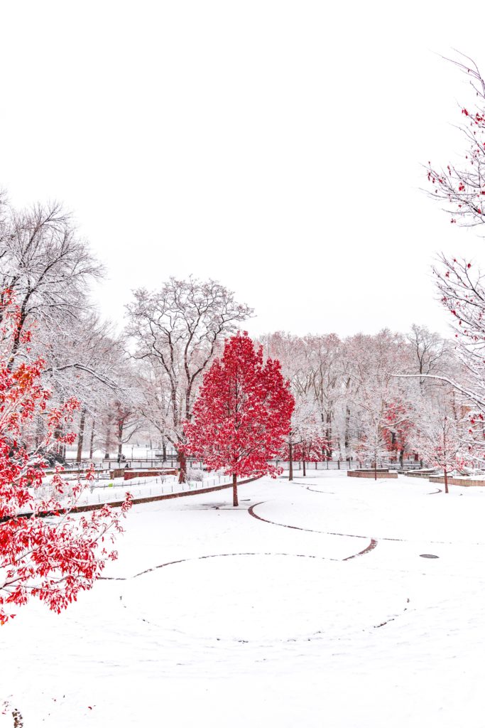 Roter Baum in Schneelandschaft