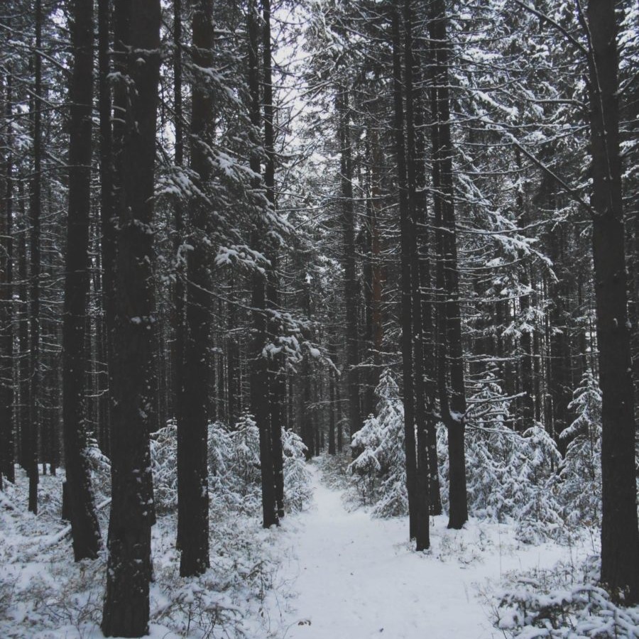 Dunkler Wald mit Schnee
