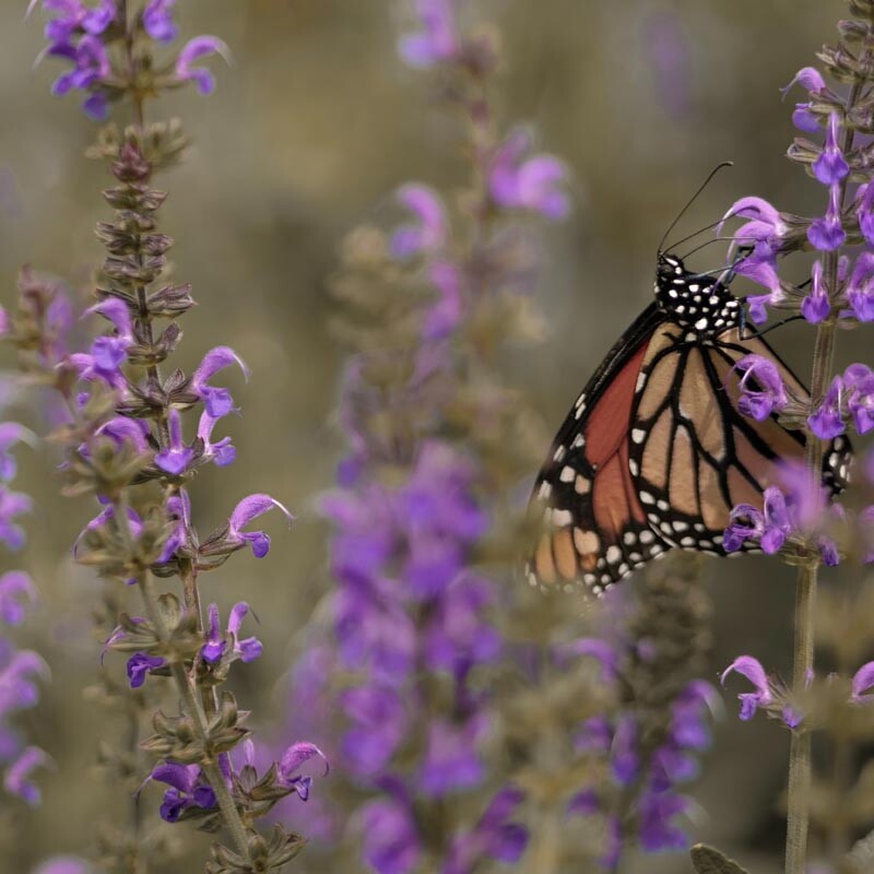 Nahaufnahme von einem Schmetterling in einer lilafarbenen Blumenwiese