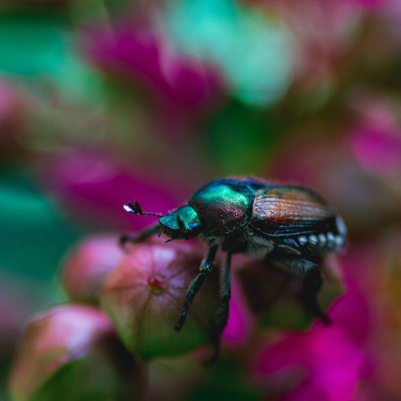 Makroaufnahme eines Käfer auf einer Pflanze mit unscharfem Hintegrund