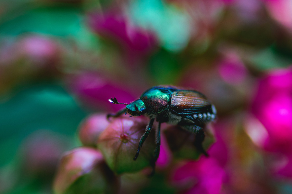 Makroaufnahme eines Käfer auf einer Pflanze mit unscharfem Hintegrund
