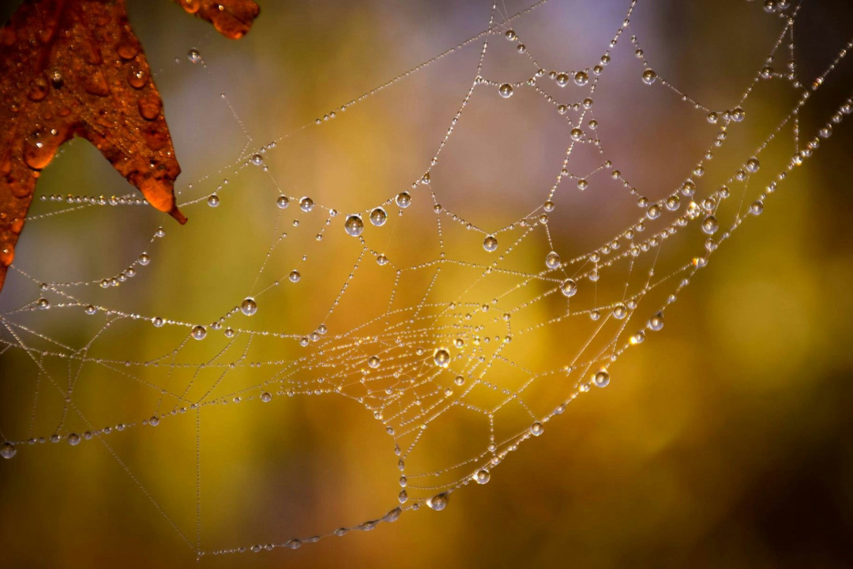 Herbst Fotografie Regentropfen